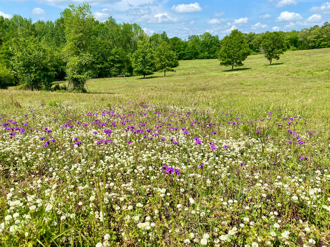 Why Grass-fed Beef Matters: Health, Flavor, and Sustainability