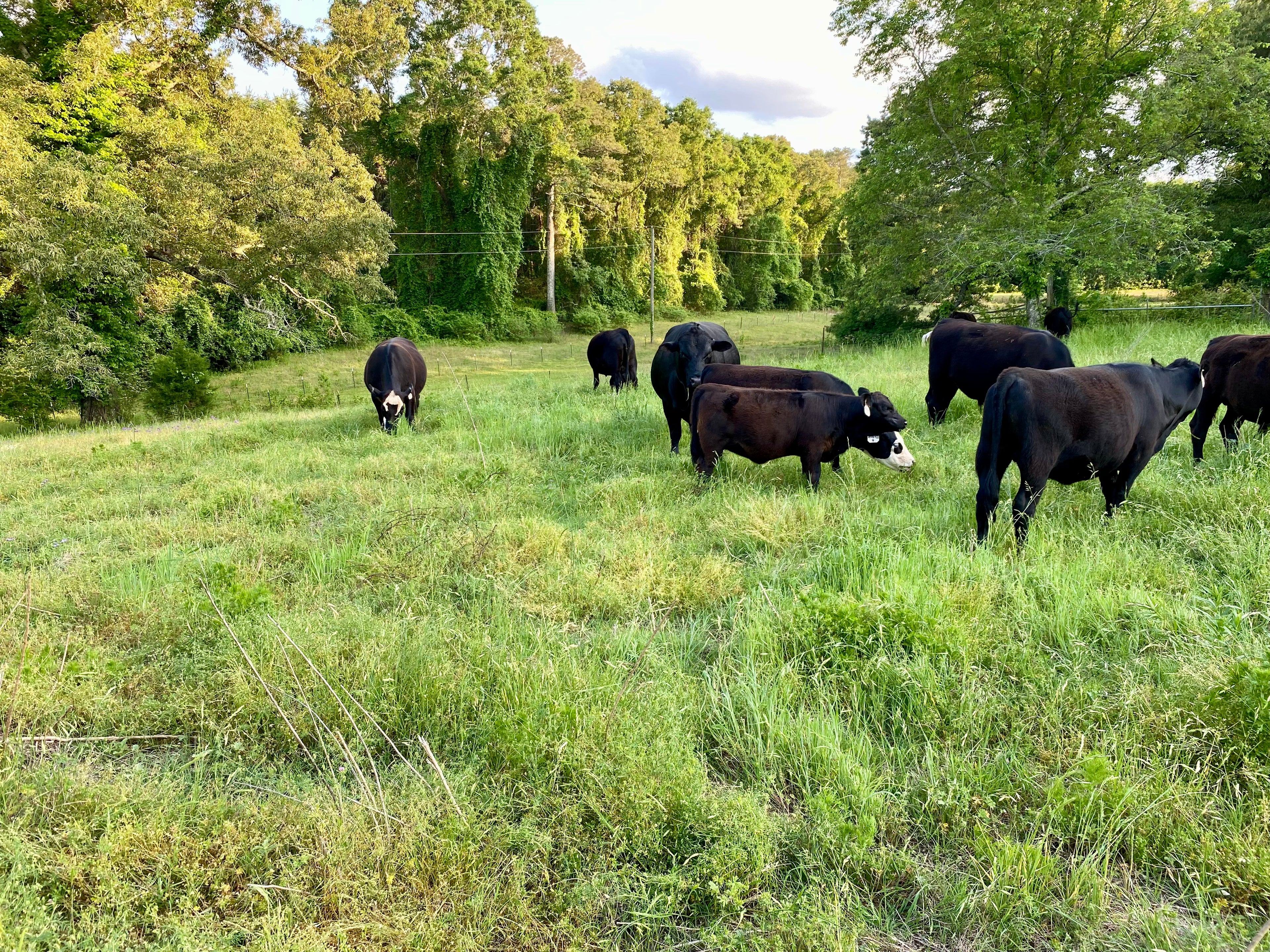 Mule Creek Ranch Regenerative Ranch cattle herd on lush green pasture