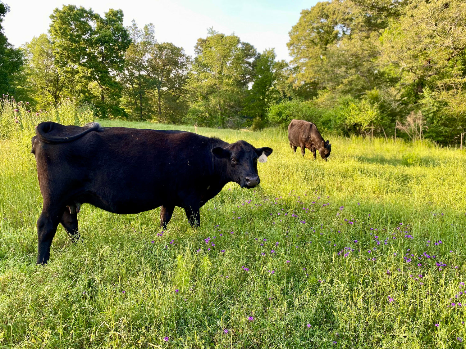 Cows at sunset on beautiful pasture