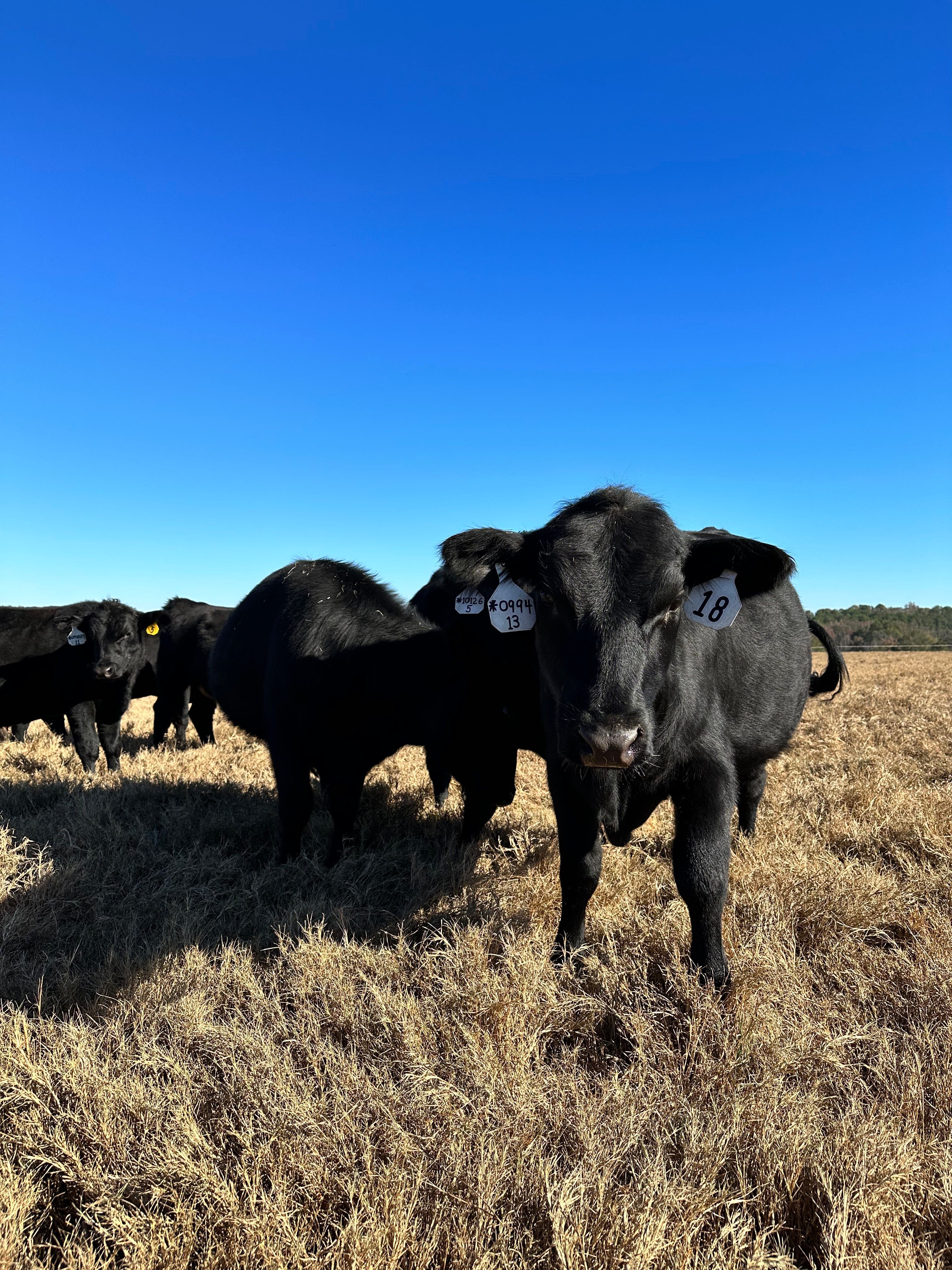 Black Angus calves on pasture