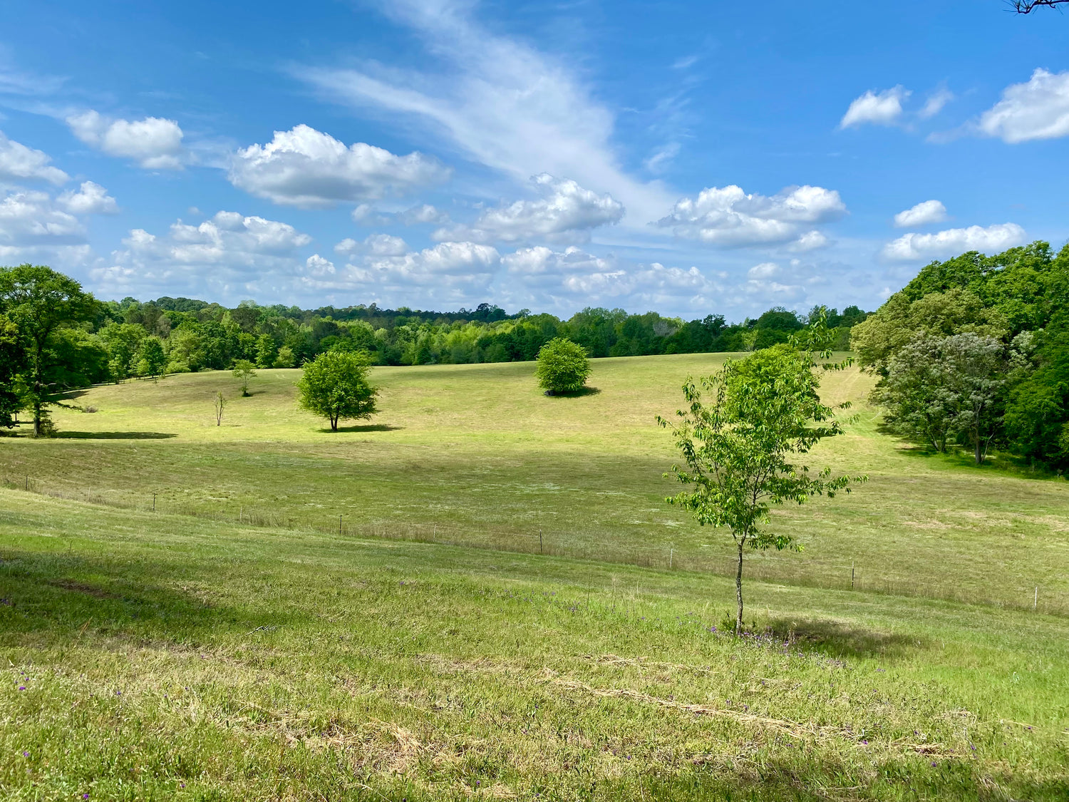 Mule Creek Ranch regenerative pasture on sunny day