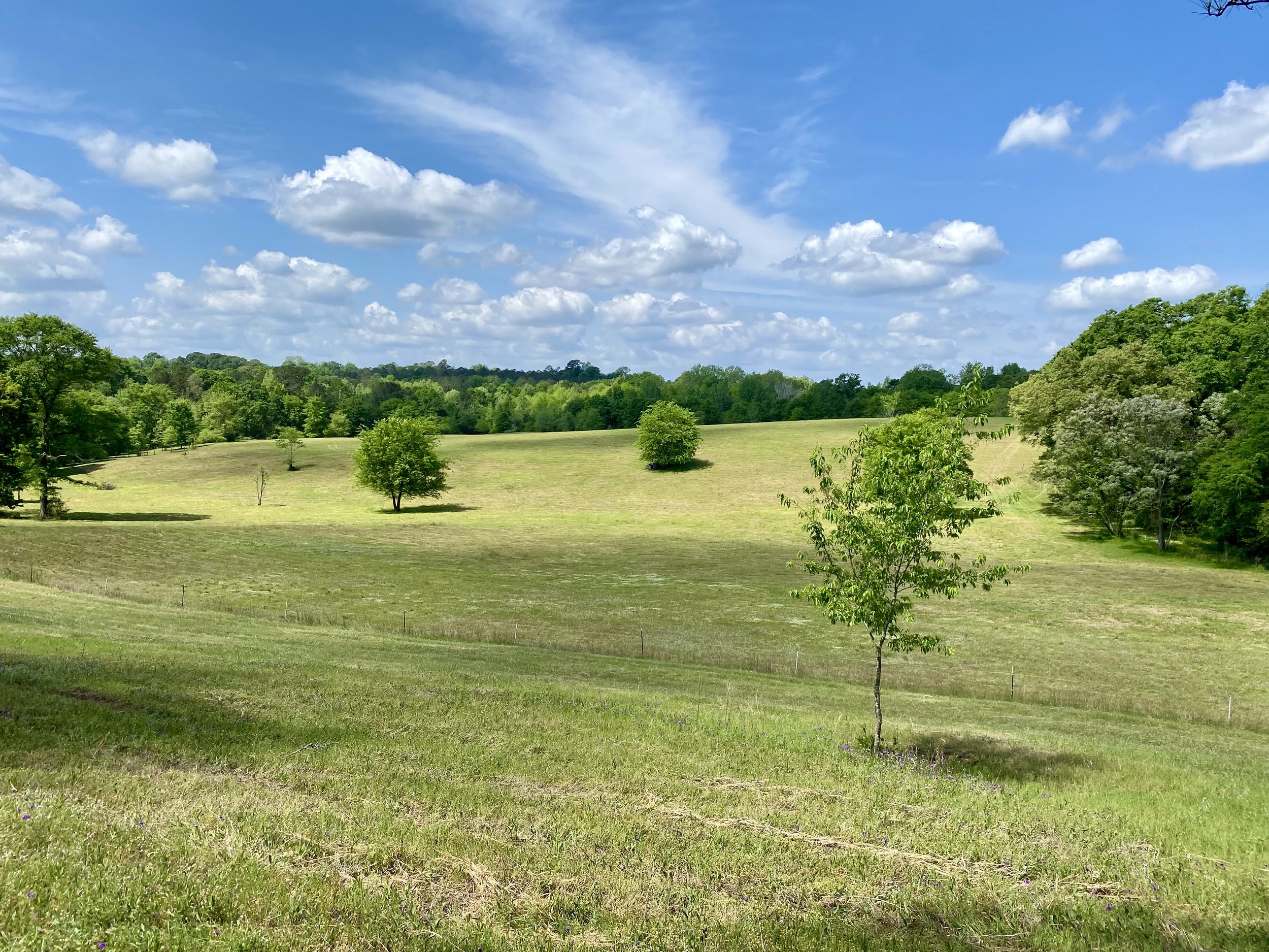 Black cow grazing on green grass in a lush forested area, showcasing rural farming and livestock.